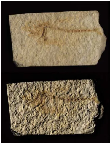 Figure 14: Top: The first of the four scans shown in Fig. 3. Bottom: Interactively relit to enhance surface detail