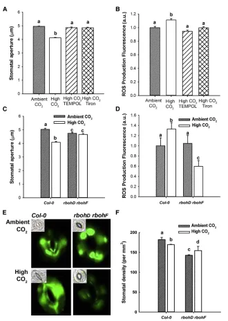 Figure 1. Stomatal Response to Elevated