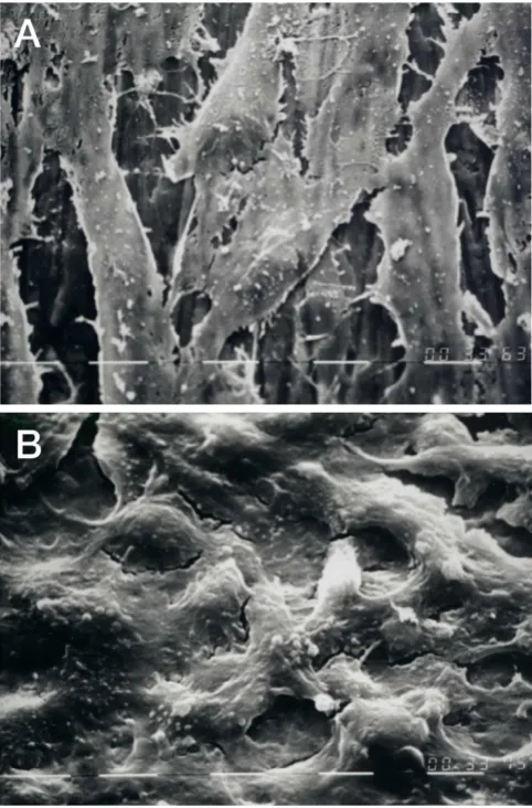 Figure 8 shows the number of cells attached to titaniumand control surfaces after the different growing periods (1,7 or 14 days)