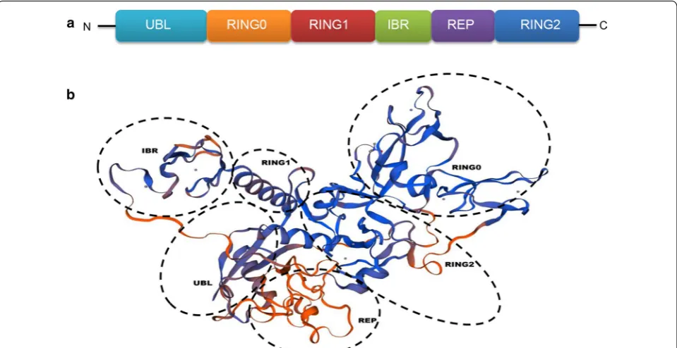 Fig. 1 The two‑dimensional structure and three‑dimensional structure of human Parkin. a The two‑dimensional structure of the Parkin protein, the letters in the column indicate the domain