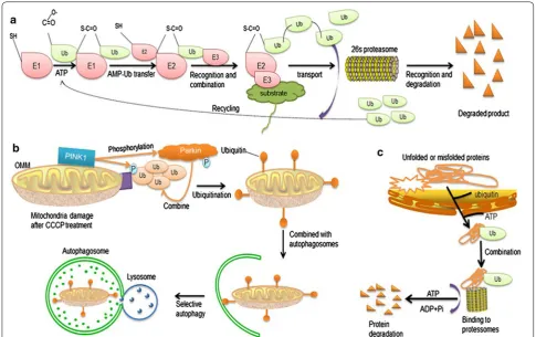 Fig. 2 Function of Parkin. a Proteasome degradation pathway. b Pathway of PINK1 activation of Parkin leading to autophagy of depolarized mitochondria