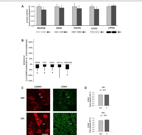 Figure 5 Effect of α/β CaMKII co-overexpression on mitochondrial gene expression. A) Bar graph visualising the mean + SE of assessedmitochondrial proteins in control-transfected (light grey filled bar) and α/β CaMKII-transfected (dark grey filled bar) SOL 
