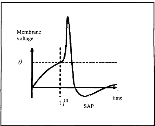 Figure 2.6:  Action potential in the visual cortex o f a monkey