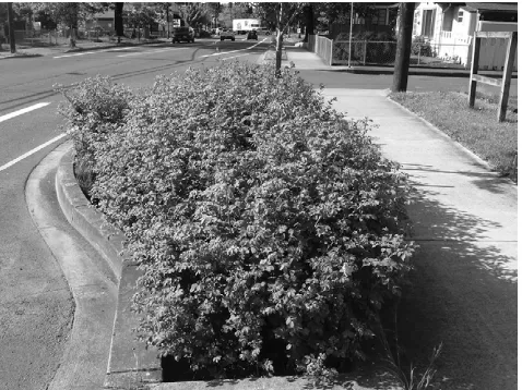 Figure 6. Bioswale with kerb-cut in the USA