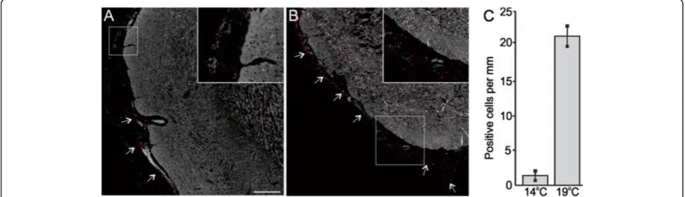 Figure 2 Inducible nitric oxide synthase (iNOS) expression in cardiac tissues of fish reared under normal and elevated temperature.Immunofluorescence staining of iNOS (red color) and DAPI nuclear counterstain (white color) in cardiac tissues of fish reared
