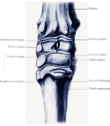 Figure 1. Anterior view of the carpus.