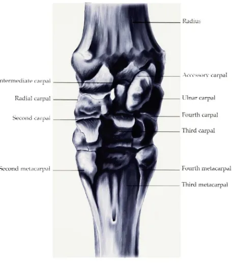 Figure 2. Posterior view of the carpus.