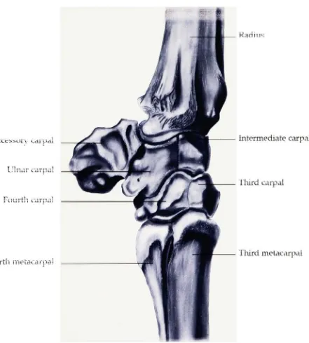 Figure 3. Lateral view of the carpus.
