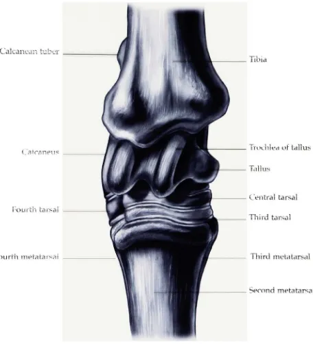 Figure 6. Anterior view of the hock
