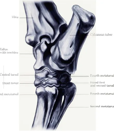 Figure 7. Medial oblique view of the hock