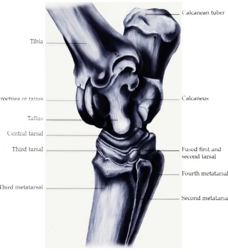 Figure 8. Medial view of the hock