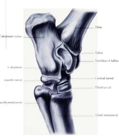Figure 9. Lateral view of the hock