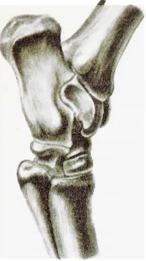 Figure 10. Hock in flexion