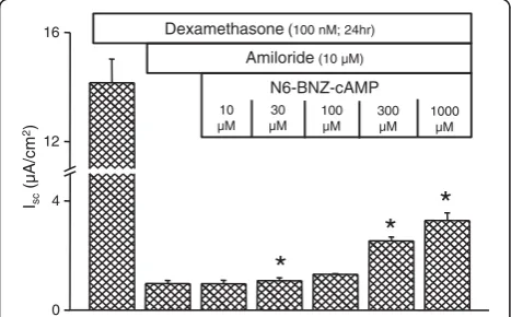 Figure 5 PKA activation of Isc. Summary of response of Isc to thePKA activator N6-BNZ-cAMP (n = 3) after treatment withdexamethasone in the presence of apical amiloride (10 μM).Summary data are mean ± SEM; *, P < 0.05; compared to bar priorto addition of a