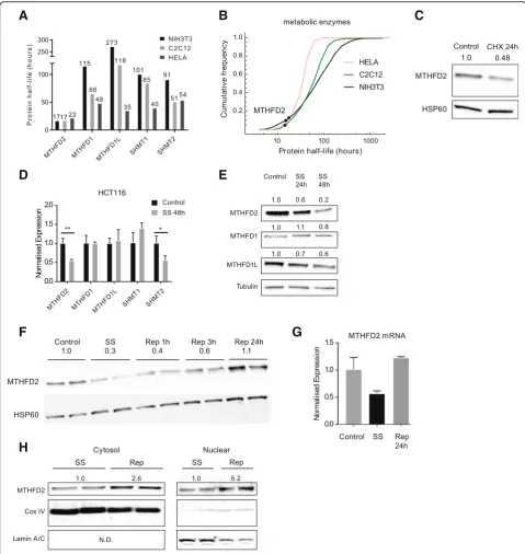 Fig. 4 MTHFD2 is a short-lived and dynamically regulated protein.MTHFD1, MTHFD1L, MTHFD2, and beta-tubulin in HCT-116 grown in normal media or serum starved for 24 or 48 h.course of MTHFD2 protein response to serum replenishment in HCT-116 cells