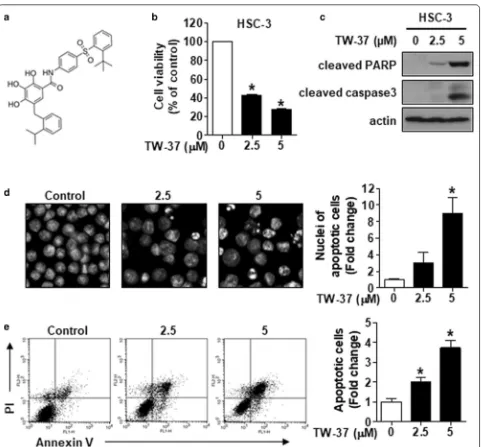 Fig. 1 TW‑37 augments the cytotoxicity of human oral cancer cell lines by triggering apoptosis