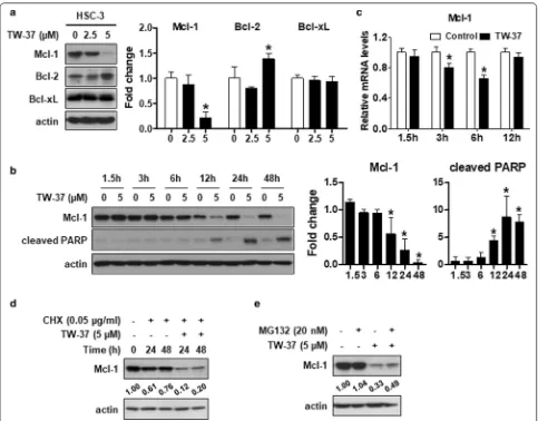 Fig. 2 TW‑37 induces apoptosis in human oral cancer cell lines by suppressing the Mcl‑1 expression