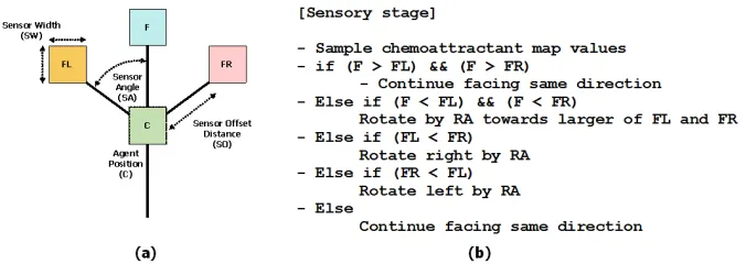 Fig. 9. Architecture of a single particle of the virtual material and its sensoryalgorithm