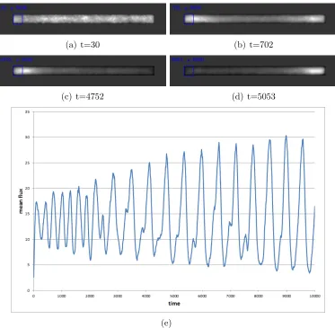 Figure 4: Emergence of regular oscillations of ﬂux within model the plasmodium on fullwidth arena