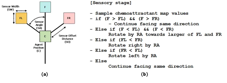 Figure 8: Architecture of a single particle of the virtual material and its sensory algorithm.(a) Morphology showing agent position ‘C’ and oﬀset sensor positions (FL, F, FR), (b)Algorithm for particle sensory stage.