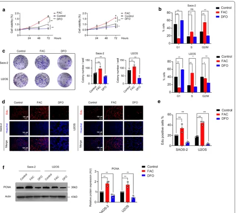 Fig. 2 Iron promotes osteosarcoma cell lines proliferation and affects cell cycle progression