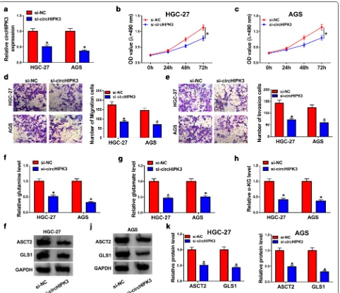 Fig. 2 Effects of circHIPK3 silencing on proliferation, migration, invasion, and glutaminolysis in gastric cancer cells