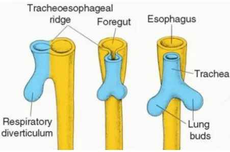 FIGURE 3-1 SEPARATION OF FOREGUT INTO ESOPHAGUS & TRACHEA 