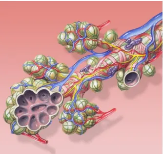 FIGURE 3-6: BRONCHOPULMONARY SEGMENT 