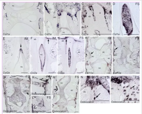 Figure 6 In situ intermediate and of vertebral body endplates of intermediate vertebrae
