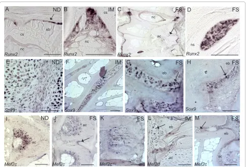 Figure 7 In situ hybridization of genes involved in regulatory processes. A. Runx2 at the osteoblast growth zone of the vertebral body endplates in non-deformed vertebral bodies (arrow)