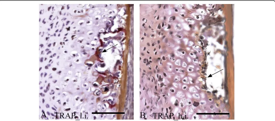 Figure 7 staining of parasagittal sections from 15 g salmon vertebrae, showing the arch centra (dorsal side)