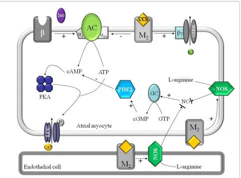 Figure 8 Putative signaling pathways of autonomic nervous responsesnomic nervous system responses of crucian carp atrial myocytes