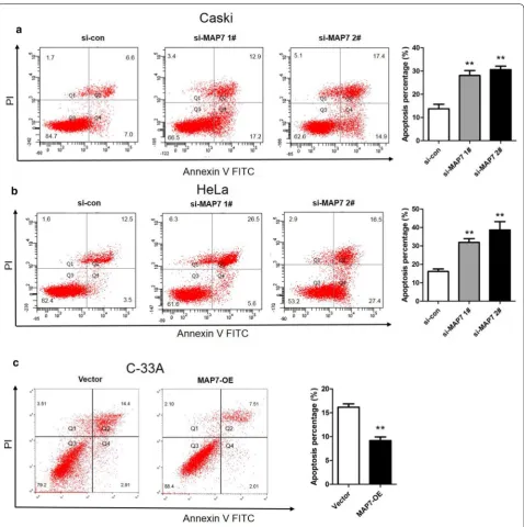 Fig. 6 Apoptosis in CC cells transfected with si‑MAP7 1#/2# or MAP7‑OE. a Apoptosis assessed by flow cytometry in Caski cells with MAP7 knockdown and quantification of the percentage of apoptotic Caski cells