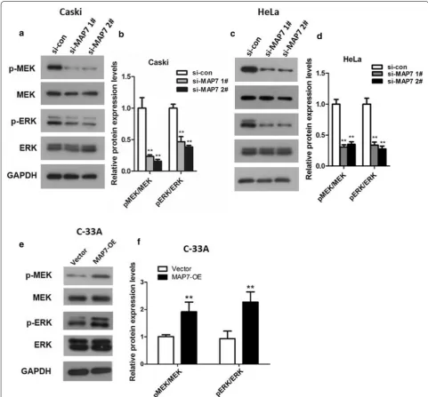 Fig. 8 Activation of the MAPK signaling pathway in CC cells transfected with si‑MAP7 1#/2# or MAP7‑OE