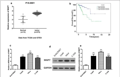 Fig. 1 Expression of MAP7 is upregulated in CC tissues and cells, and is associated with worse prognosis of patients
