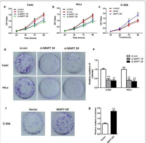 Fig. 3 Cell viability and colony formation in CC cells transfected with si‑MAP7 1#/2# or MAP7‑OE