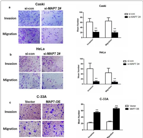 Fig. 5 Migration and invasion in Caski and HeLa cells transfected with si‑MAP7 2# and C‑33A cells transfected with MAP7‑OE