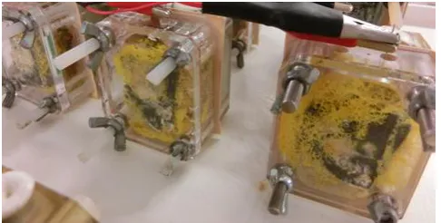 Figure 2. A triplicate of test MFCs with cathode electrodes heavily colonised with yellow P
