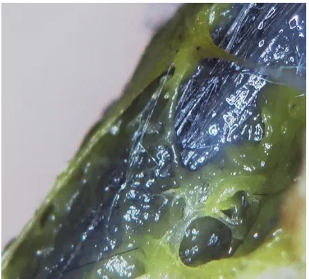 Figure 6. P. polycephalum colonising the cathode electrode (50x magnification, Hirox Europe Ltd, Limonest, France)
