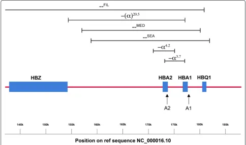 Fig. 1 A schematic representation of the α-globin locus from the Haemoglobin Zeta (HBZ) to the Haemoglobin Theta 1 (HBQ1) gene
