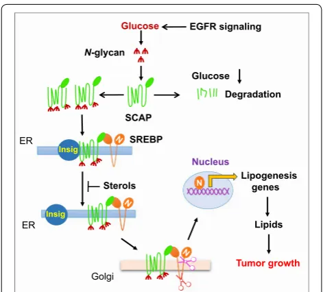 Fig. 2 SCAP N-glycosylation is essential for SREBP trafficking and activation. SREBP activation is repressed by the ER-resident protein Insig, which binds to SCAP to prevent SREBP translocation and nuclear activation