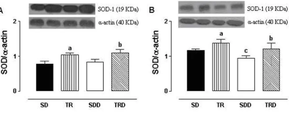 Figure 5Effects of exercise training in the SOD-1 expression from isolated rat aorta (panel A) and mesenteric (panel B) arteriesEffects of exercise training in the SOD-1 expression from isolated rat aorta (panel A) and mesenteric (panel B) arteries