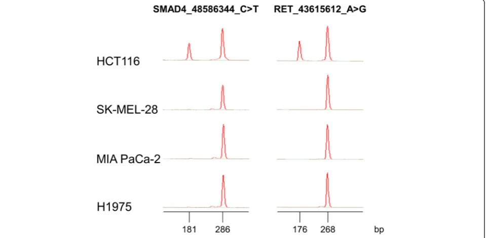 Fig. 3 Multiplex ASPCR results. Novel variants found in thegion encompassing the C > T variant at the 48,586,344 position in the hg19 reference genome and the 181 bp peak corresponds to the variant-specific amplicon