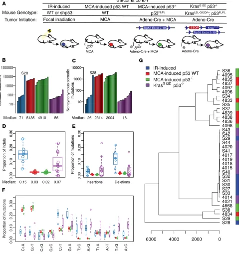 Figure 1. Somatic mutation analysis of murine soft-tissue sarcomas. (A) Schematics of the methods to generate various mouse models of soft-tis-sue sarcomas: IR-induced (blue), MCA-induced p53 WT (red), MCA-induced p53–/– (green), and KrasG12D p53–/– sarcom