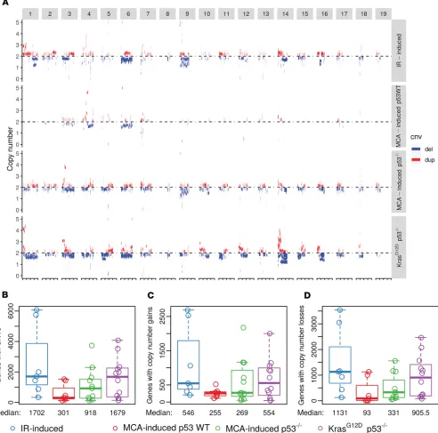 Figure 2. Somatic CNVs in mouse soft-tissue sarcomas. (A) Schematics of CNVs across 19 chromosomes