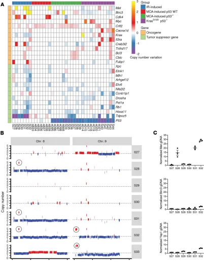 Figure 5. CNVs in COSMIC genes across murine soft-tissue sarcomas. (of chromosomes 6 and 9 of 7 IR-induced sarcomas