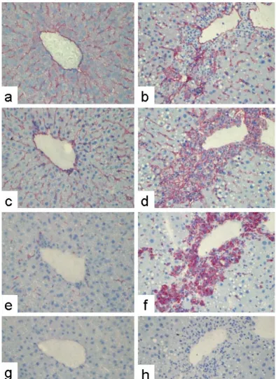 Figure 1Indirect immunodetection of PECAM-1, ICAM-1, and ED1 in sections of normal rat or acutely damaged livers (48 h after a sin-with murine serum