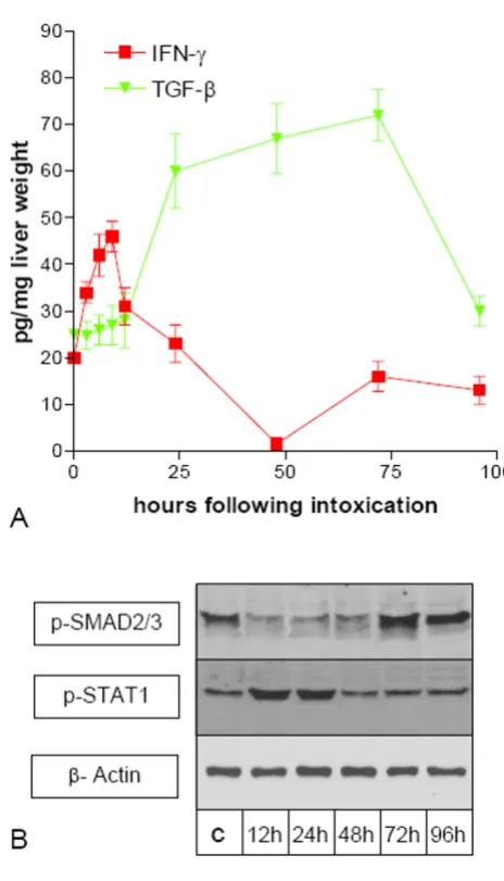 Figure 2αdifferent time points after CCl(A) Expression of TNF-liver damage (CCl, IFN-γ, and TNF-β during acute 4-model)(A) Expression of TNF-α, IFN-γ, and TNF-β during acute liver damage (CCl4-model)