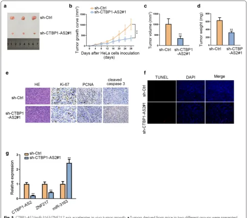 Fig. 5 CTBP1-AS2/miR-3163/ZNF217 axis accelerates in vivo tumor growth. a Tumors derived from mice in two different groups were presented