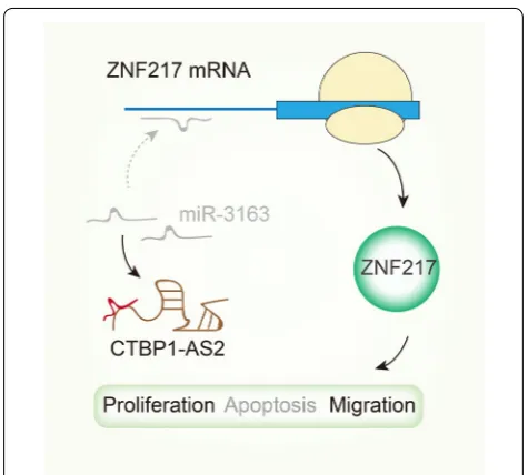 Fig. 6 A schematic diagram illustrated that CTBP1-AS2 exerts its oncogenic properties in CC via up-regulating the expression of ZNF217 through sponging miR-3163